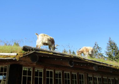 Goats on the roof, Coombs, Vancouver Island, BC, Canada