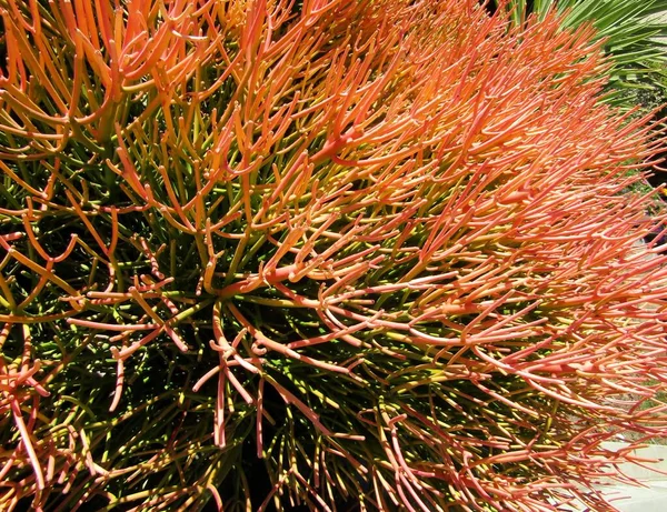 Pohon Pensil Merah Atau Euphorbia Tirucalli Tongkat Api Beraroma Oranye Stok Foto
