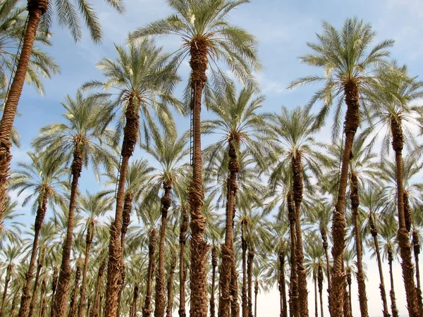 stock image Females Phoenix dactylifera (date or date palm) palm trees. Southern California, USA.