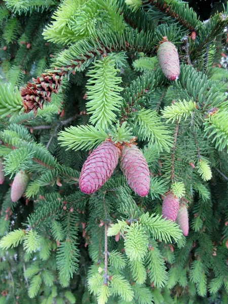 Female Pink Norway Spruce Cones Sticky Sap Drops Tree Branches — стокове фото