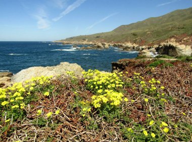 Kaliforniya kıyısı boyunca sarı odunsu (Oxalis stricta) çiçekleri. Big Sur, California, ABD
