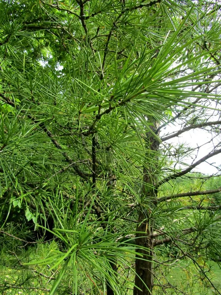 Close Umbrella Pine Sciadopitys Verticillata Branches Garden City Community Park — Stock Photo, Image