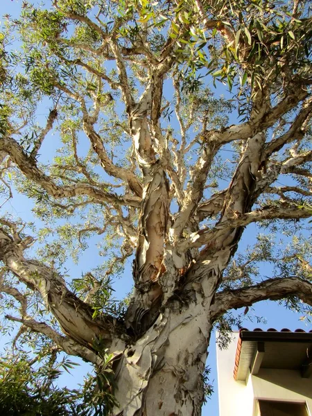 Eucalyptus Alba Tree Growing Venice Canal Historic District Los Ángeles — Foto de Stock