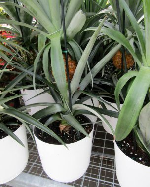 Çiçek saksılarında büyüyen küçük ananaslar.