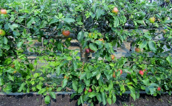 Trained apple tree loaded with apples in an orchard at the Sharing Farm. Richmond, British Columbia, Canada.
