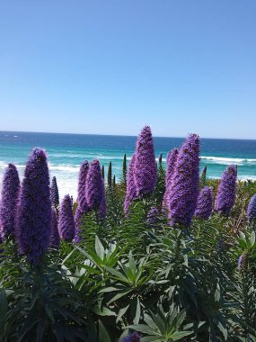 Carmel by the Sea beach view and tall purple flower spikes of Pride of Madeira or Echium candicans along Carmel Beach boardwalk, Monterey County, CA, USA clipart