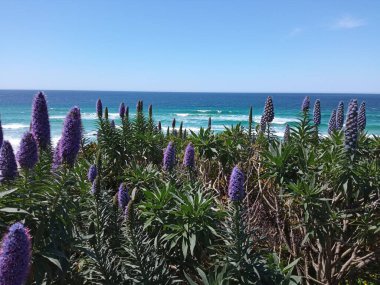 Carmel by the Sea beach view and tall purple flower spikes of Pride of Madeira or Echium candicans along Carmel Beach boardwalk, Monterey County, California, USA clipart
