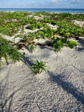 Beach Morning Glory veya Ipomoea pes-caprae sarmaşıkları, Cyperus pedunculatus ve kum tepeciklerinde yetişen kum tepecikleri. Riviera Maya, Meksika