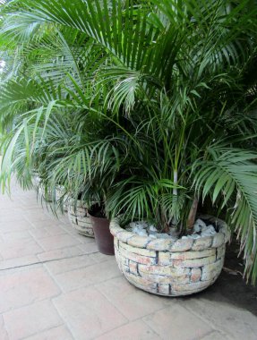 Areca palm plants in large pots beside building. Nayarit, Mexico clipart