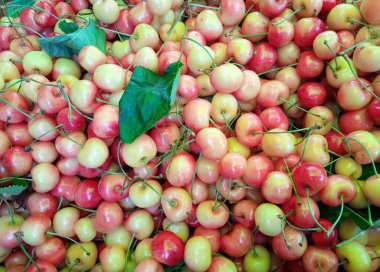 Rainier (white) cherries for sale on a fruit market. Keremeos, Okanagan valley, BC, Canada