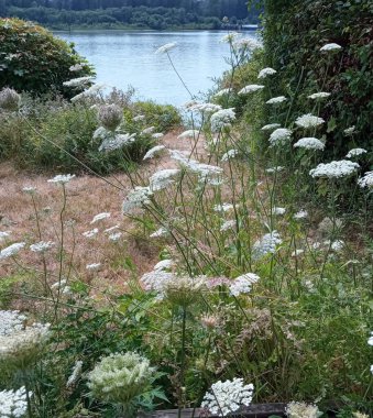 Maple Ridge, BC, Kanada 'da Fraser Nehri' nin kıyısında Kraliçe Anne 'in danteli (Daucus carota) çiçekler.,