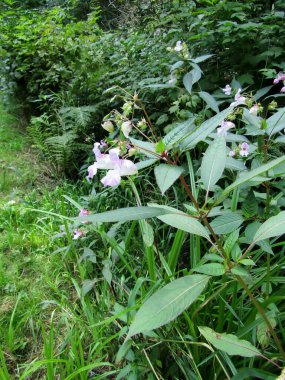 Kanaka Creek Bölgesel Parkı, Maple Ridge, Britanya Kolumbiyası, Kanada 'da çiçek açan Himalaya balsam veya Impatiens glandulifera bitkileri