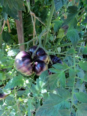 Blue Beauty tomato growing on vine. clipart