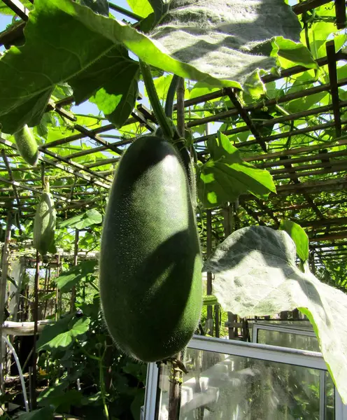 Balmumu kabakları, kış karpuzları ya da ağaçta büyüdükten iki hafta sonra Benincasa hispida meyvesi. Richmond, BC, Kanada