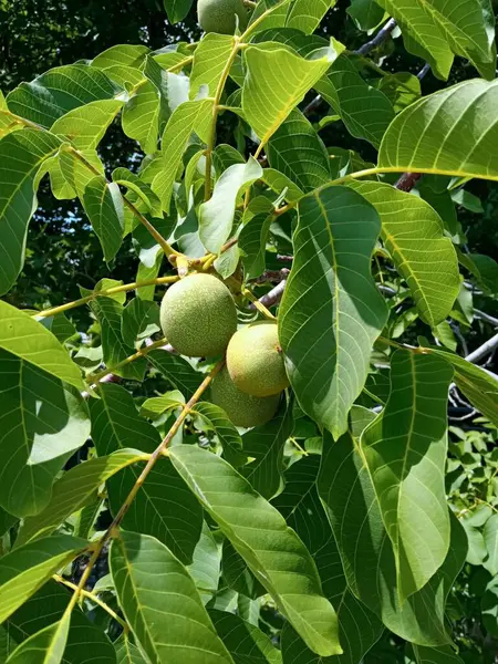 Olgunlaşan meyveli İngiliz ceviz ağacının dalı. Osoyoos, Okanagan Vadisi, İngiliz Kolombiyası, Kanada.