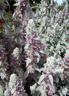 Stachys byzantina or lamb's ear flowering plant. Vancouver, BC, Canada clipart