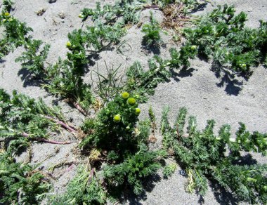 Ürpertici Matrikaria diskoidesi ya da ananas otu.