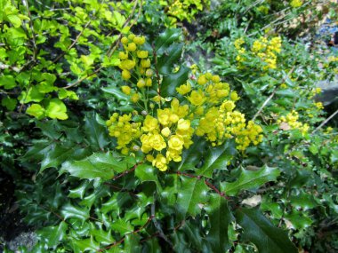 Berberis aquifolium, the Oregon grape or holly-leaved barberry blooming shrub. Vancouver, BC, Canada clipart