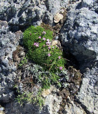 Whistler Dağı, BC, Kanada 'daki büyük bir kaya parçasında büyüyen phlox (Phlox diusa) dağılımı.