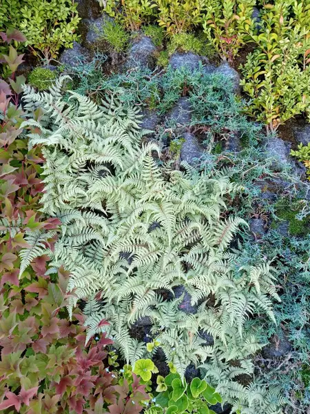 Japon eğreltiotu, ardıç kuşu ve saman çöpü dikey yaşam duvarına yerleştirilmiş..