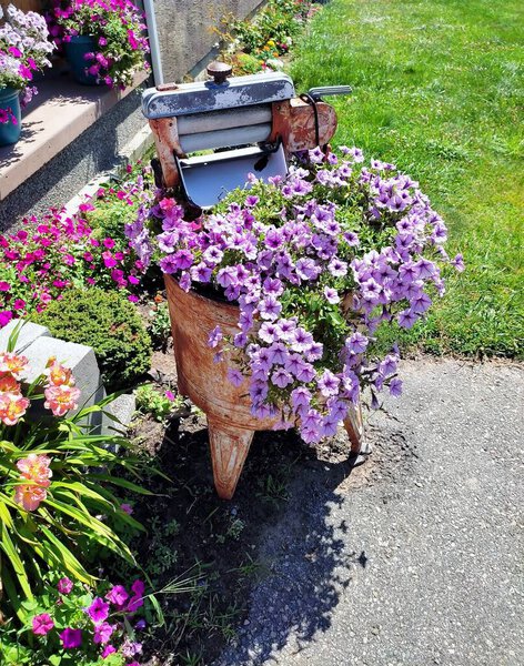 Purple and pink petunias flowers growing in old washing machine.