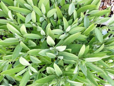 Yüksek özlü yağ içeriğiyle tanınan dünya dışı adaçayı bitkisi.