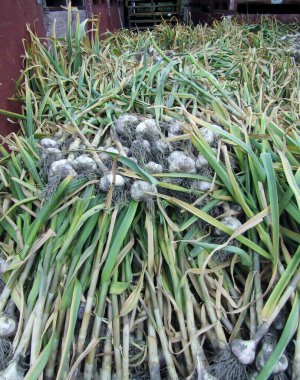 Çiftlikten taze toplanmış sarımsak paketleri. Keremeos, BC, Kanada. 