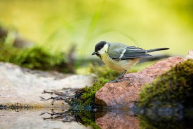 Great tit Parus major. Garden bird, perched on a stone with moss near the water in forest pond