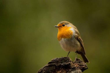 Avrupalı Robin, Erithacus Rubecula, liken ağacının dalında oturan turuncu ötücü kuş, doğadaki kuş, Çek Cumhuriyeti