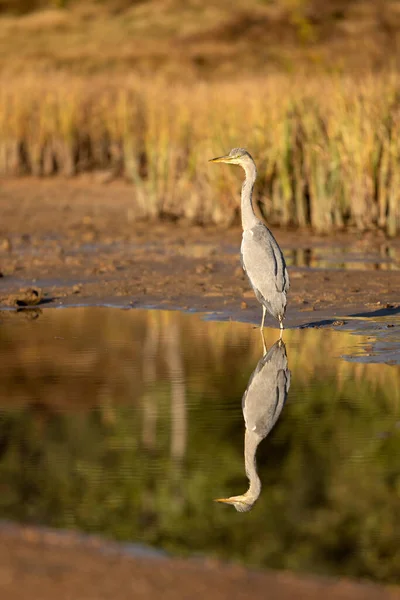 Pássaro Água Grey Heron Ardea Cinerea Pássaro Mirrorig Lagoa Ensolarado — Fotografia de Stock