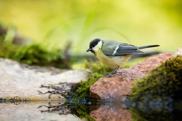 Great Tit Parus Major Garden Bird Perched Stone Moss Water — Stock Photo, Image
