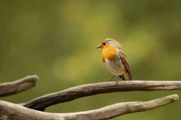 Europejski Robin Erithacus Rubecula Ptak Przechodni Środowisku Naturalnym Usiądź Gałęzi — Zdjęcie stockowe