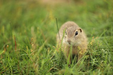 Avrupa yer sincabı çimlerin üzerinde duruyor. Spermophilus citellus vahşi yaşam sahnesi. Çayır üzerinde dikkatli bir yer sincabı