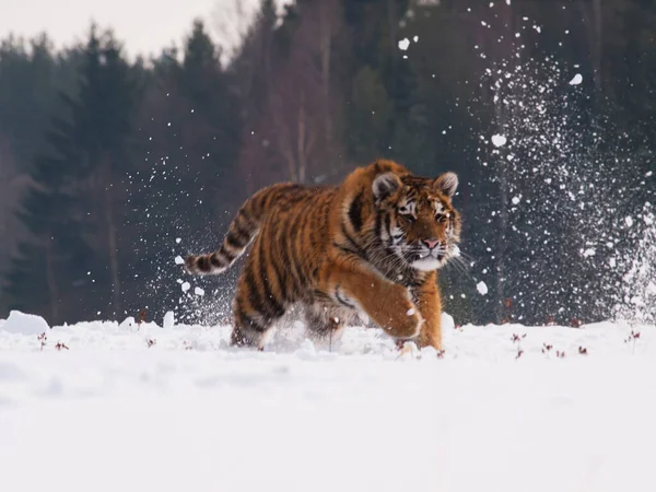 ロシアの雪に覆われたタイガで走るシベリアトラと自然シーン Panthera Tigrais Altaica — ストック写真