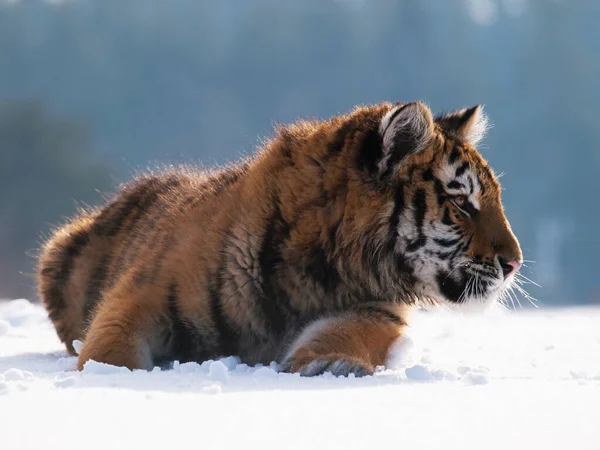 Сибирский Тигр Panthera Tigris Altaica Сцена Дикой Природы Опасным Животным — стоковое фото