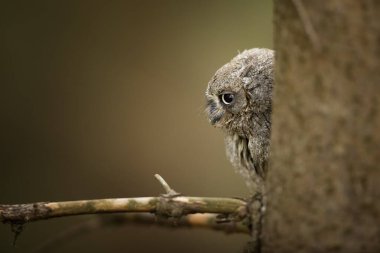 Baykuş Yarası, Otus yarığı, doğal yaşam alanında küçük baykuş, ağaçta oturuyor, arka planda orman var. Doğadan vahşi yaşam sahnesi