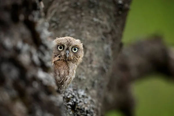 Vanliga Scops Owl Otus Scops Little Owl Naturen Habitat Sitter — Stockfoto