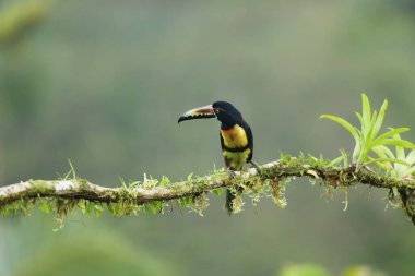 Yakalı Aracari, Pteroglossus torquatus, büyük gagalı kuş. Toucan ormanın güzel bir dalında oturuyor, Boca Tapada, Costa.