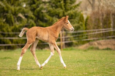 Young foal first time on green grass, having fun on meadow, horse farm scene