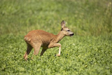 Roe deer, in the shamrock meadow. Roe deer, Capreolus capreolus, walking in the clover. Czech republic