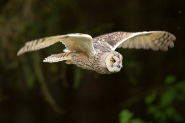 Long-eared owl fly with background light in a feather. Asio otus. Short time with frozen wings position. Wildlife scene from nature