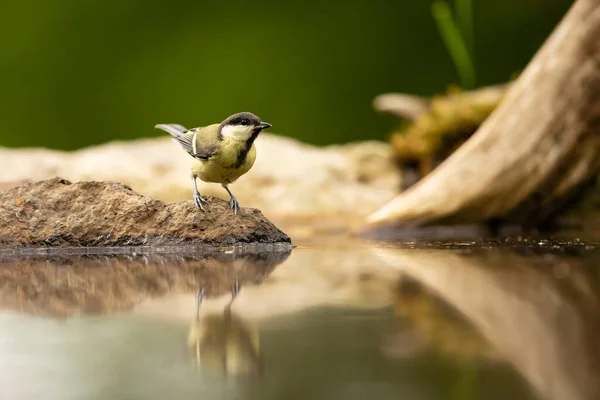 Great tit Parus major. Garden bird, perched on a stone with moss near the water in forest pond
