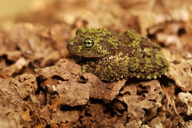 Mossy frog (Theloderma corticale), frog in the nature habitat, Vietnam. 