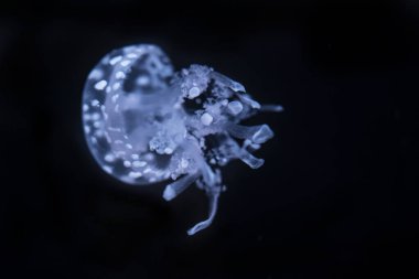 White-spotted jellyfish (Phyllorhiza punctata) in the dark sea water. White blue jellyfish in nature ocean habitat