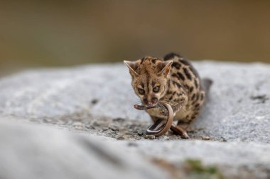 Common genet - Genetta genetta - on stone with snake prey, Spain
