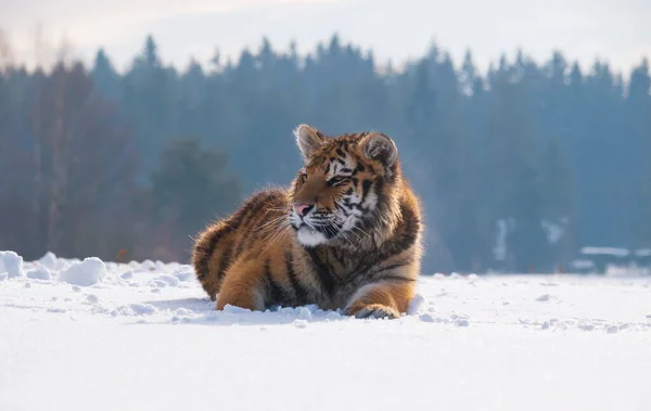 Tigre Siberiano Panthera Tigris Altaica Escena Vida Salvaje Con Animales — Foto de Stock