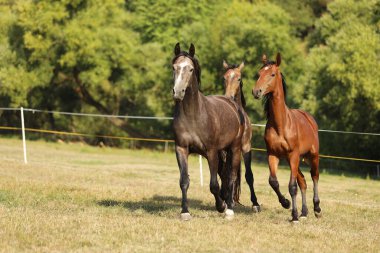 Herd of young sport stallions galloping on pasture during summer morning, agricultural farm scene, Czech republic