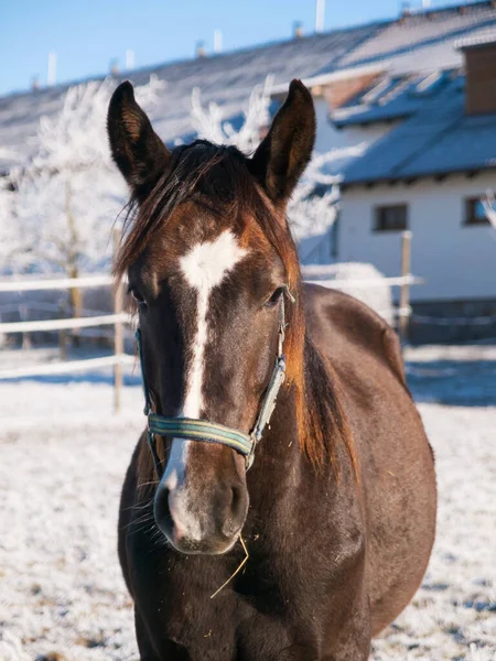 Portrait of young horse with head collar in paddock, winter time with snow. Agriculture, breeding horses for sport.