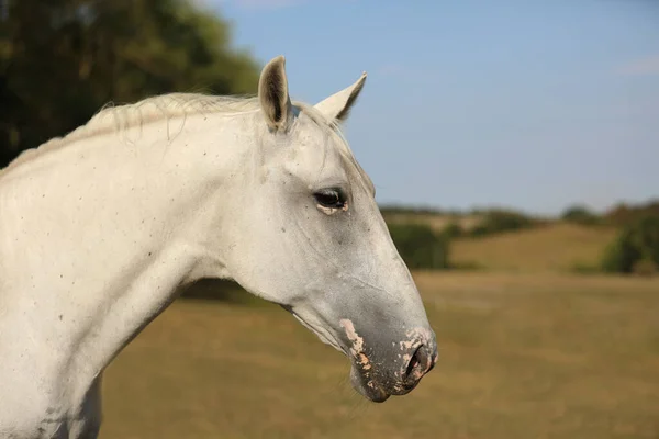 唇裂的母马的肖像 农场牧场上的纯种白马 炎热的夏天 — 图库照片