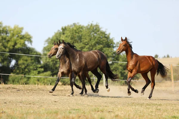 夏天的早晨 成群的年轻的跑马在牧场上奔跑 农场的景象 — 图库照片